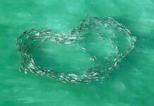Stunning Aerial Footage Captures School of Fish Swimming in the Shape of a Perfect Heart