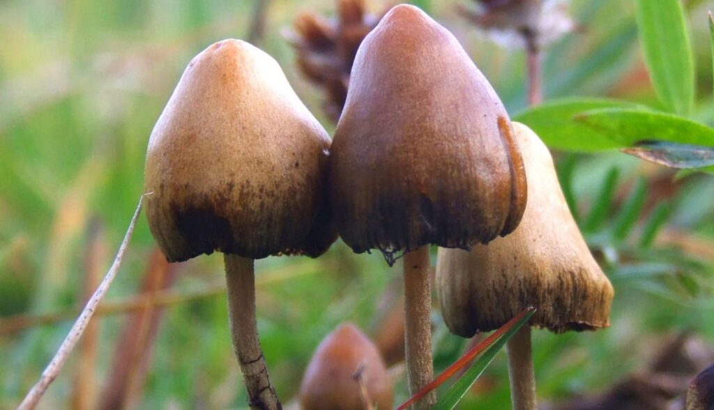 Magic Mushrooms Are Safe to Treat Mental Health Conditions, Says Another Landmark Trial