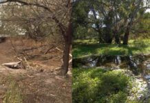 Destroyed by Fire, Drought, and Dust Storms, These Australian Marshes Needed Only Two Years to Completely Recover