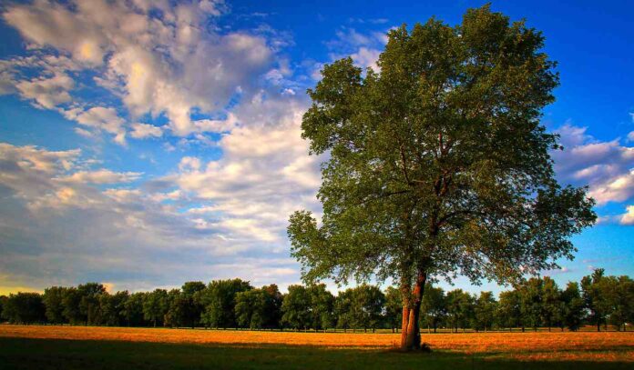 oak tree wikimedia commons Graham from Los Angeles, USA