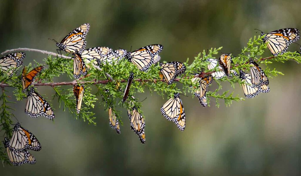 Extinction is Forever (continued)- Are We Losing the Monarch Butterfly?