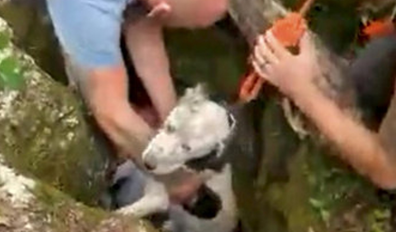 Anjing yang Terjebak di Gua Sedalam 30 Kaki Selama Dua Minggu Diselamatkan dan Disatukan Kembali dengan Sukacita (TONTON)