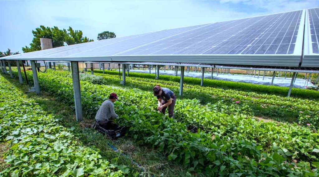 Largest Farm to Grow Crops Under Solar Panels Proves to Be a Bumper Crop for Agrivoltaic Land Use