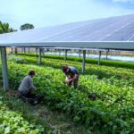 Largest Farm to Grow Crops Under Solar Panels Proves to Be a Bumper Crop for Agrivoltaic Land Use