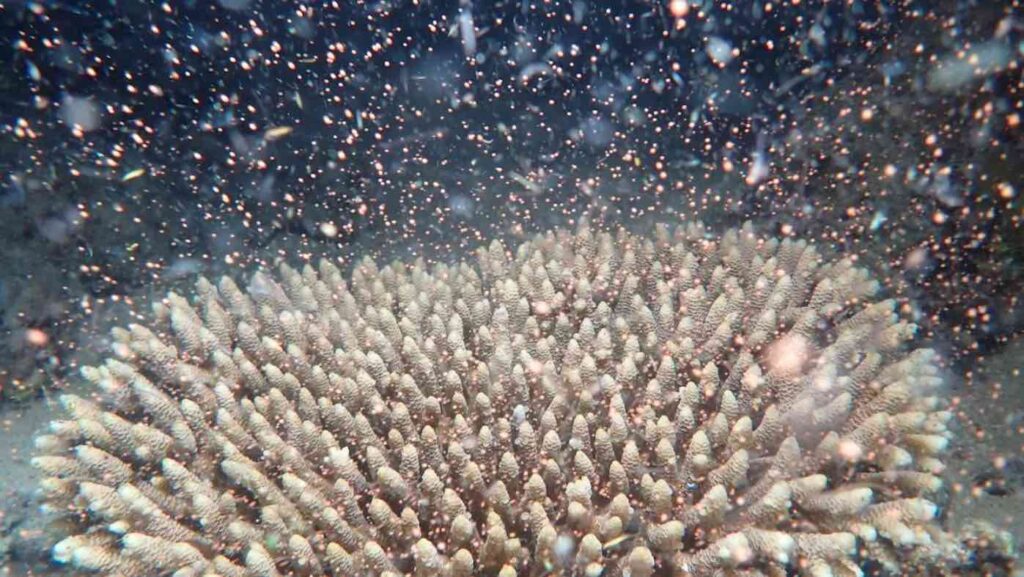 Spectacular Coral Event This Year Spawns Hope –And Billions of Babies For Great Barrier Reef (LOOK)