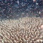 Spectacular Coral Event This Year Spawns Hope –And Billions of Babies For Great Barrier Reef (LOOK)