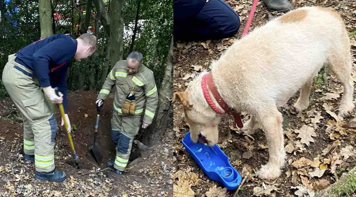 Petugas Pemadam Kebakaran Menyelamatkan Seekor Anjing yang Terjebak di Lubang Bawah Tanah 15 Kaki Semalam