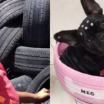 Guy Turns Old Tires Into Beautiful Cozy Beds For 6,000 Stray Dogs And Cats in Brazil