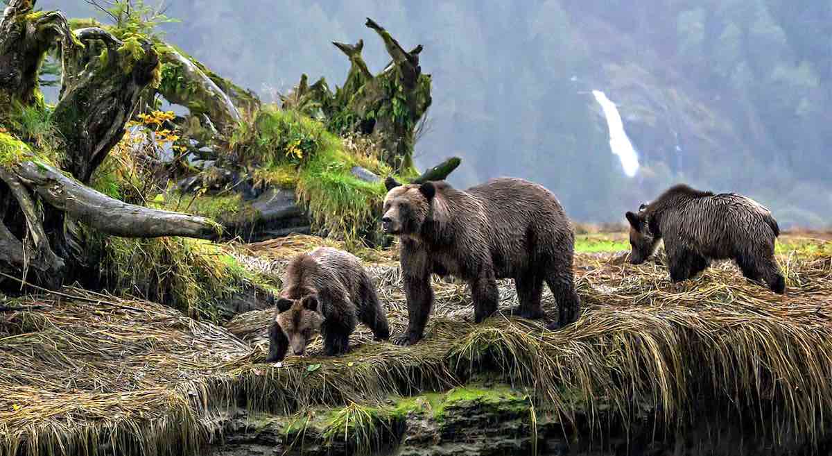 3 Kelompok Genetik Beruang Grizzly Sejajar Dengan 3 Suku Bahasa Adat dalam Kode Pos yang Sama