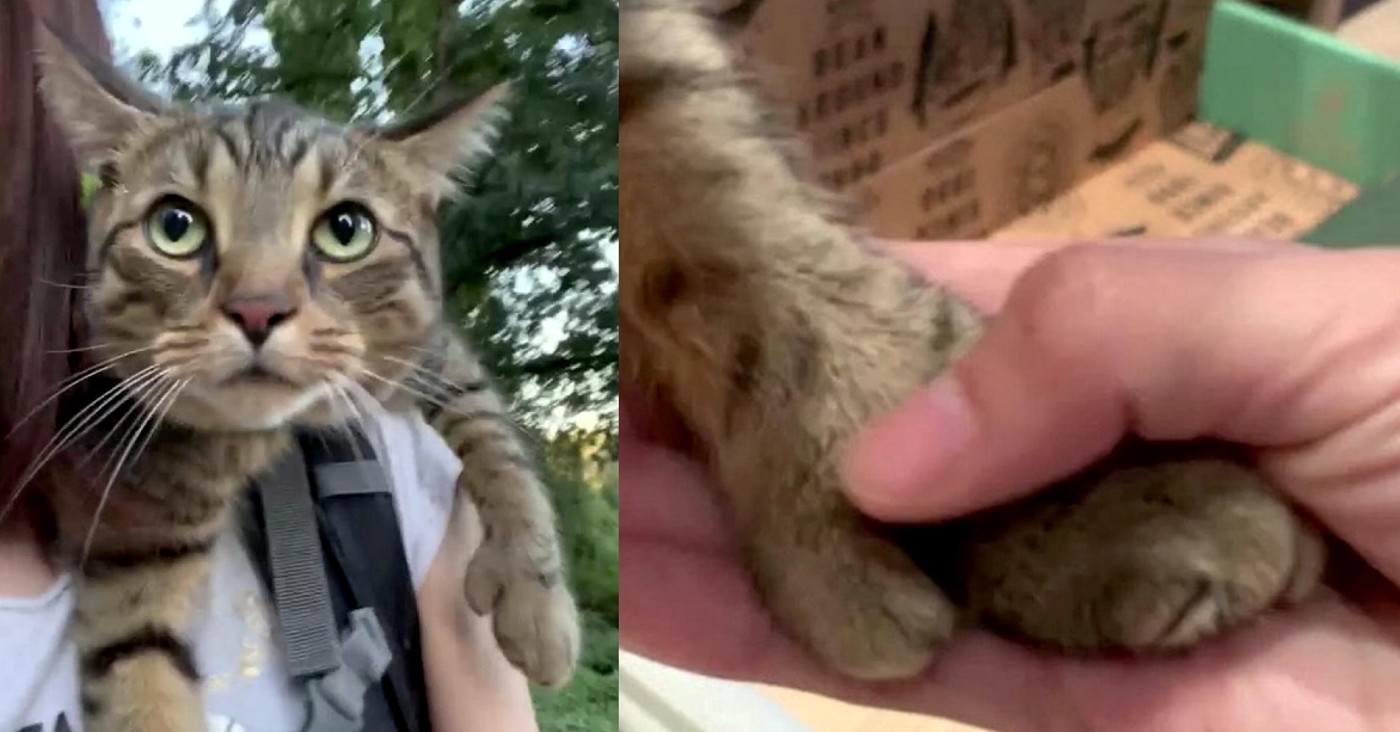 Kucing Kanada Langka Memiliki Jempol Membuat Cakarnya Terlihat Seperti Sarung Tangan Lucu