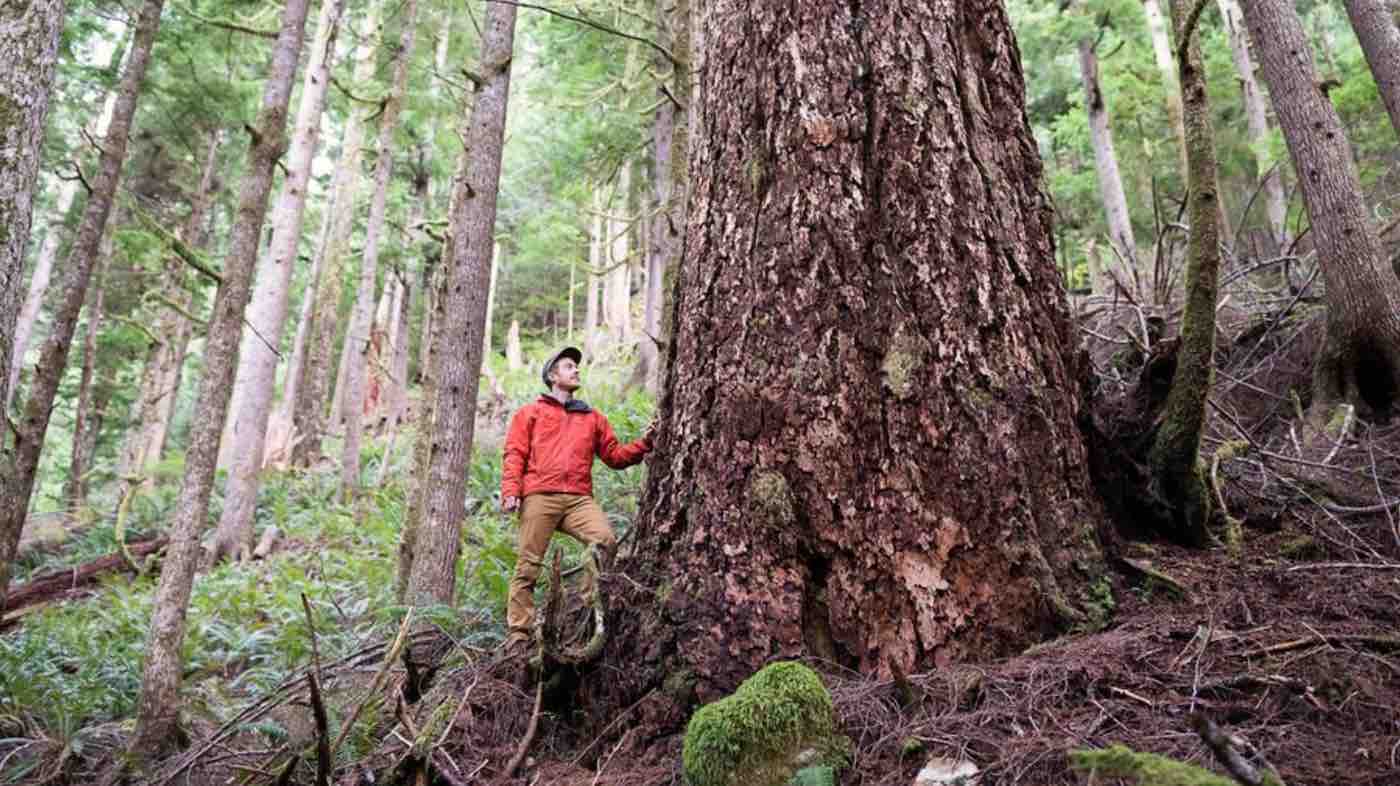 Pemerintah Menyelamatkan Pohon Tua Langka Dari Penebangan Lebih Lanjut di 10.000 Mil persegi Hutan BC