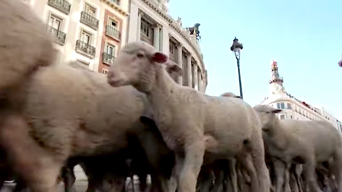 Saksikan Domba Memenuhi Jalan-jalan Madrid Pada Migrasi Tahunan Para Gembala