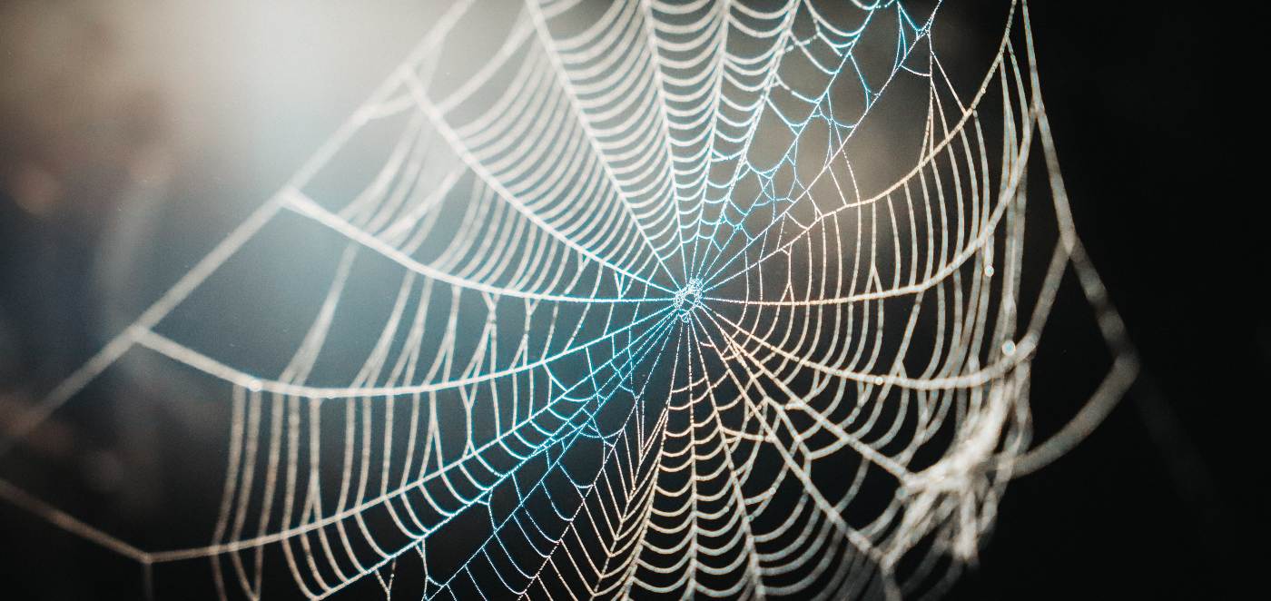 Ilmuwan Temukan Bagaimana Rumitnya Jaring Laba-laba Dibuat Dengan Otak Seukuran Otak Manusia