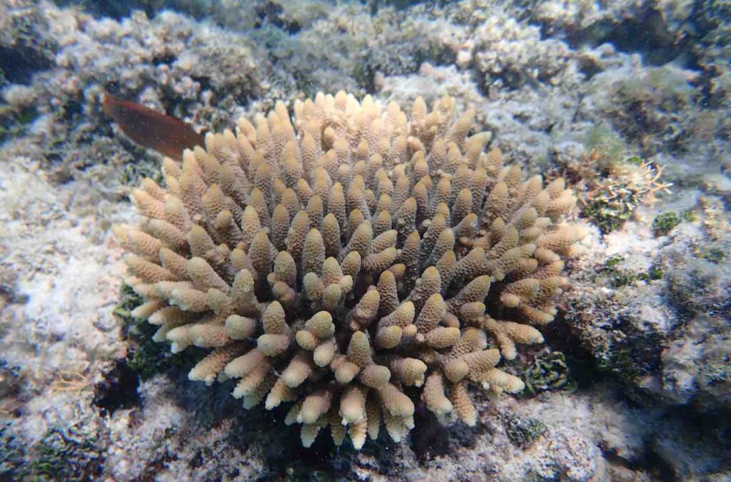 Los primeros bebés de probeta de coral en la Gran Barrera de Coral produjeron la próxima generación.
