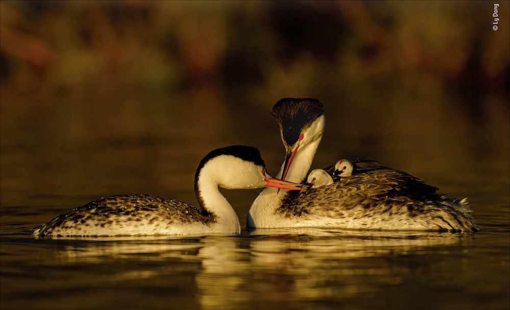 Wildlife Photographer of the Year