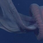 Amazing Video of Giant Phantom Jellyfish from Deep in the Dark Fathoms at 3,200 Feet – WATCH