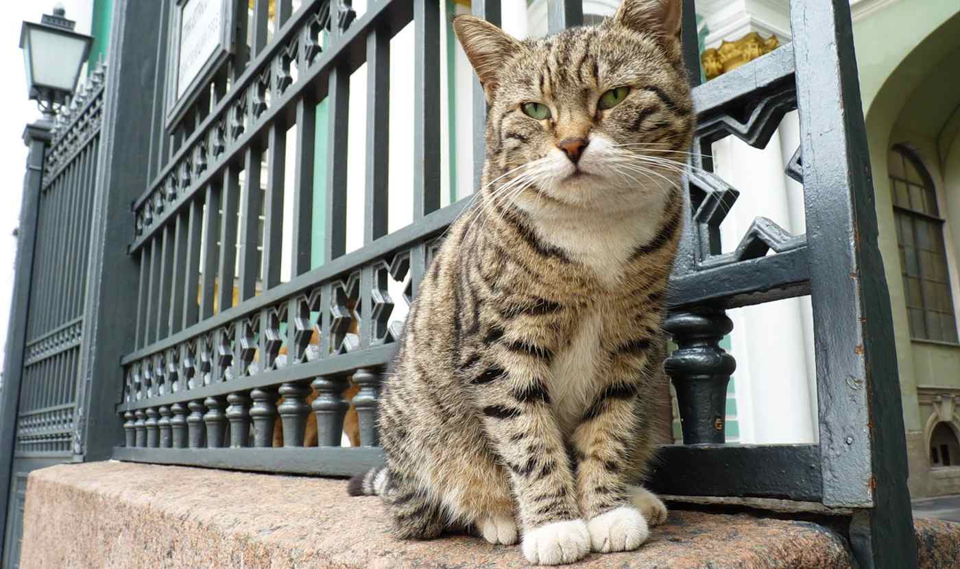 65 Kucing Diperlakukan Seperti Karyawan yang Disukai di Museum Hermitage Terkenal Dunia di Rusia