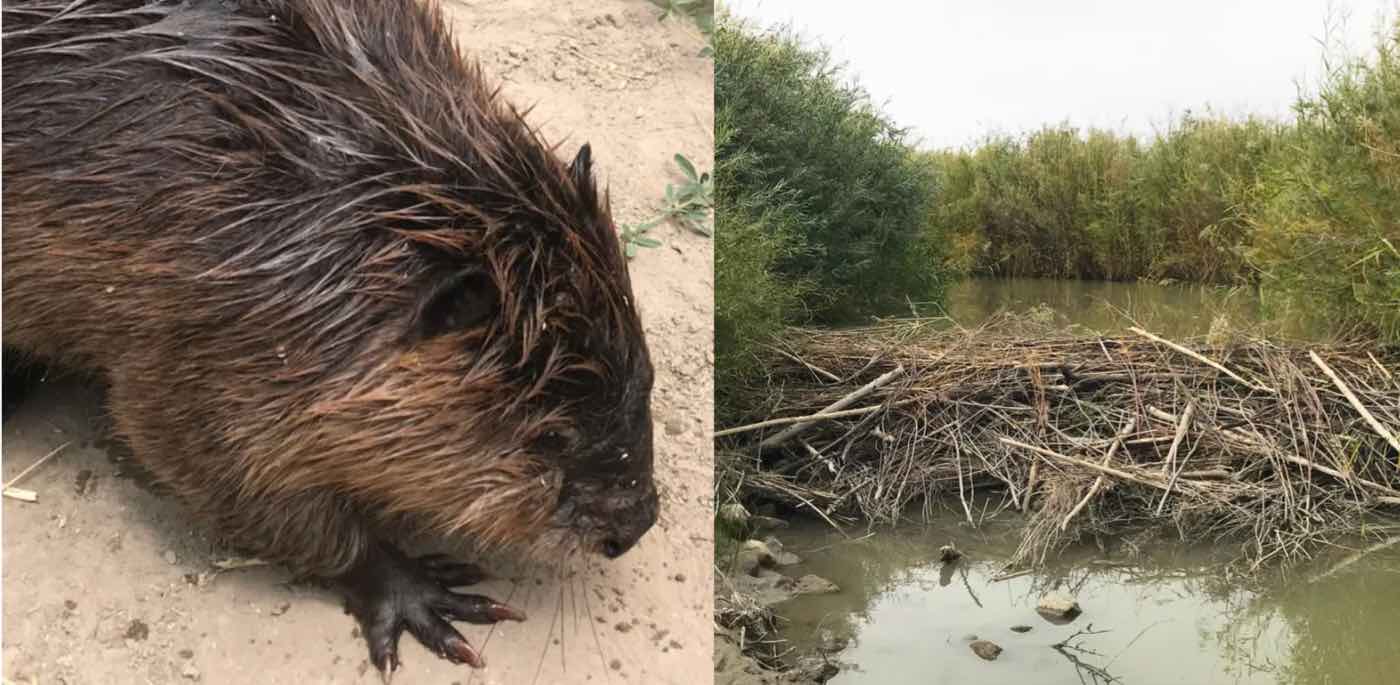 Plucky Beavers Mengubah dan Mengisi Sungai di Gurun Utah