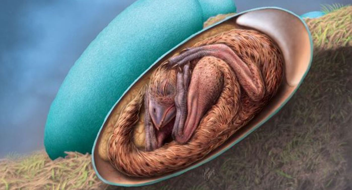 Embrio yang Diawetkan dengan Indah Ditemukan di Dalam Fosil Telur Dinosaurus