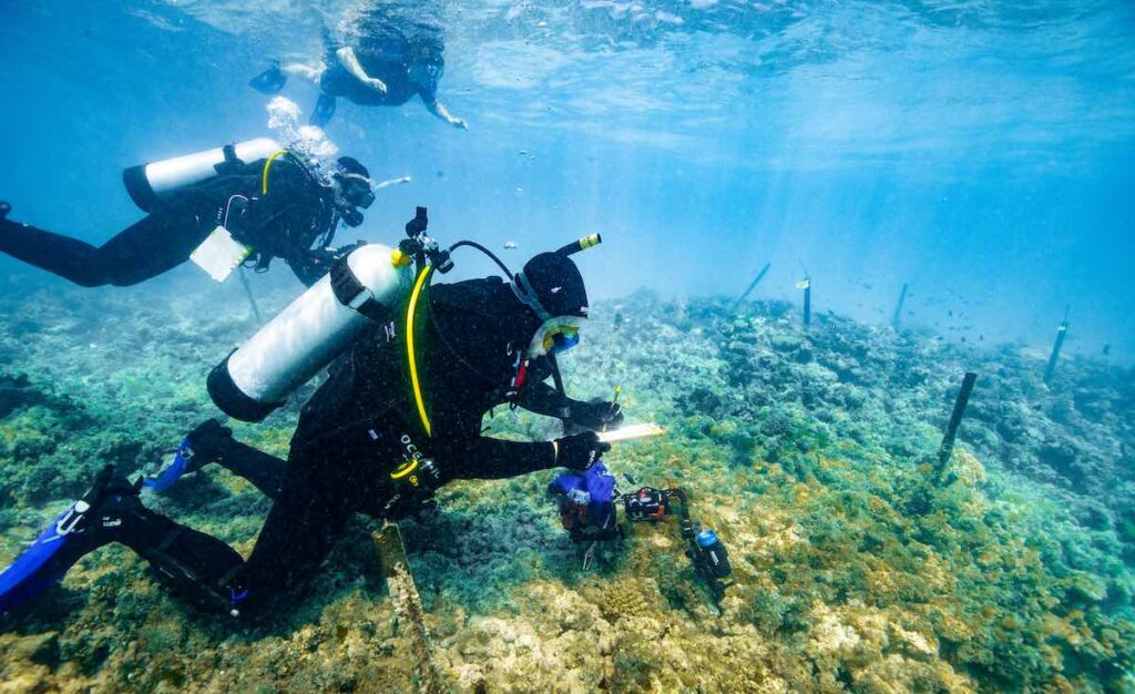 First Coral IVF Babies on Great Barrier Reef Have Produced Next Generation