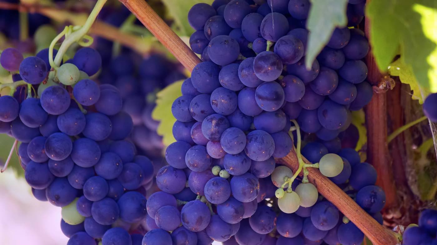 Kann "Weintrauben naschen" das Leben verlängern?