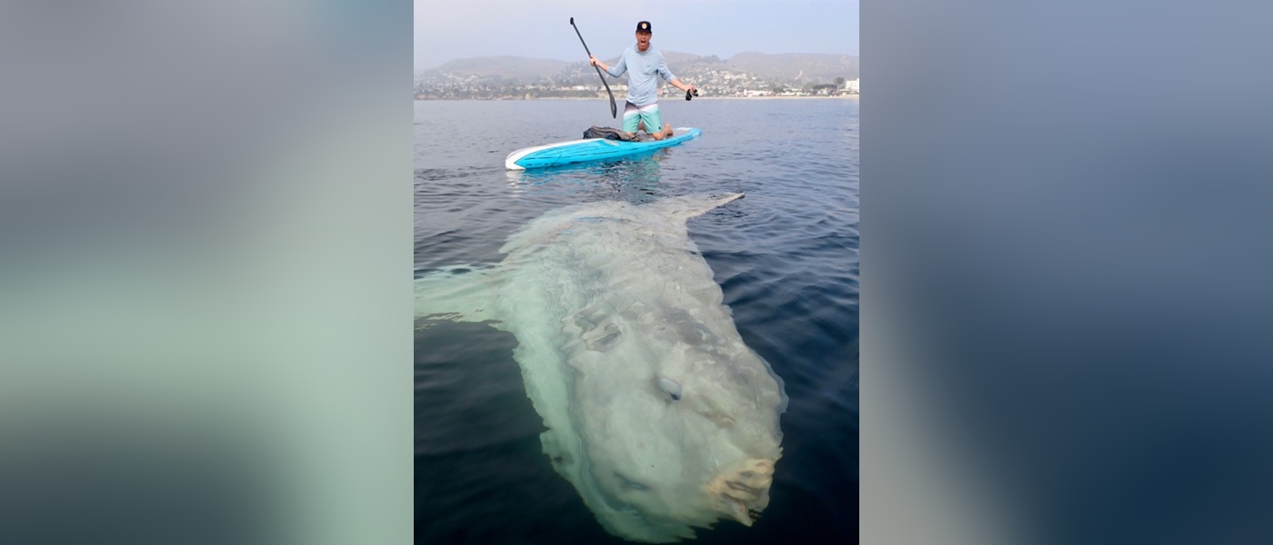 Saksikan Ikan Mola-Mola Laut Besar Ini Berenang Dengan Paddle Boarders Di Lepas Pantai California