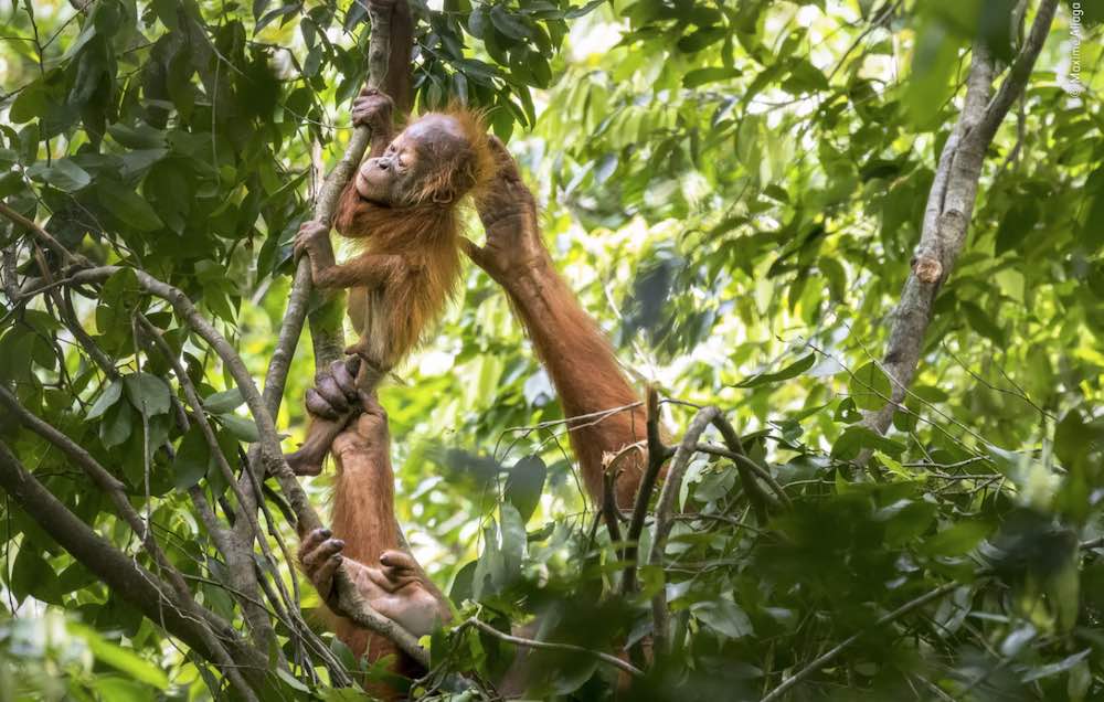 Wildlife Photographer of the Year