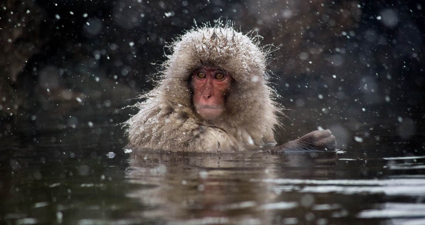 Satu-satunya Monyet yang Berendam di Sumber Air Panas untuk Menurunkan Stres Mereka: Misteri Monyet Pemandian Jepang