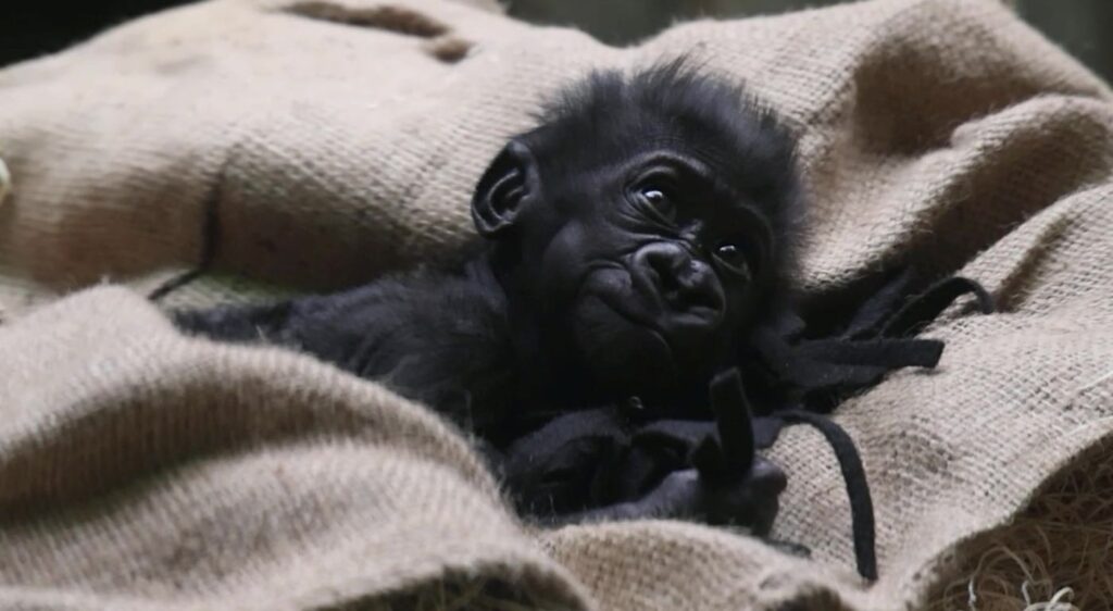 Watch the Adorable Moment a Baby Gorilla Born Prematurely is Reunited With its Family