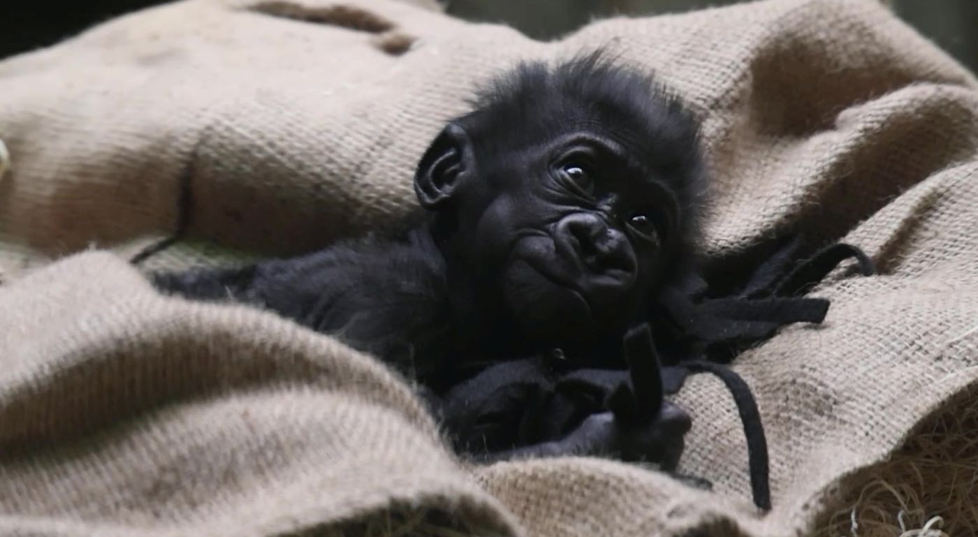 Saksikan Momen Menggemaskan Bayi Gorila Lahir Prematur Bersatu Kembali Dengan Keluarganya