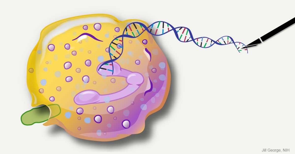 Terobosan Menggunakan CRISPR untuk Menargetkan Sel Lemak dalam Studi Genetik Obesitas