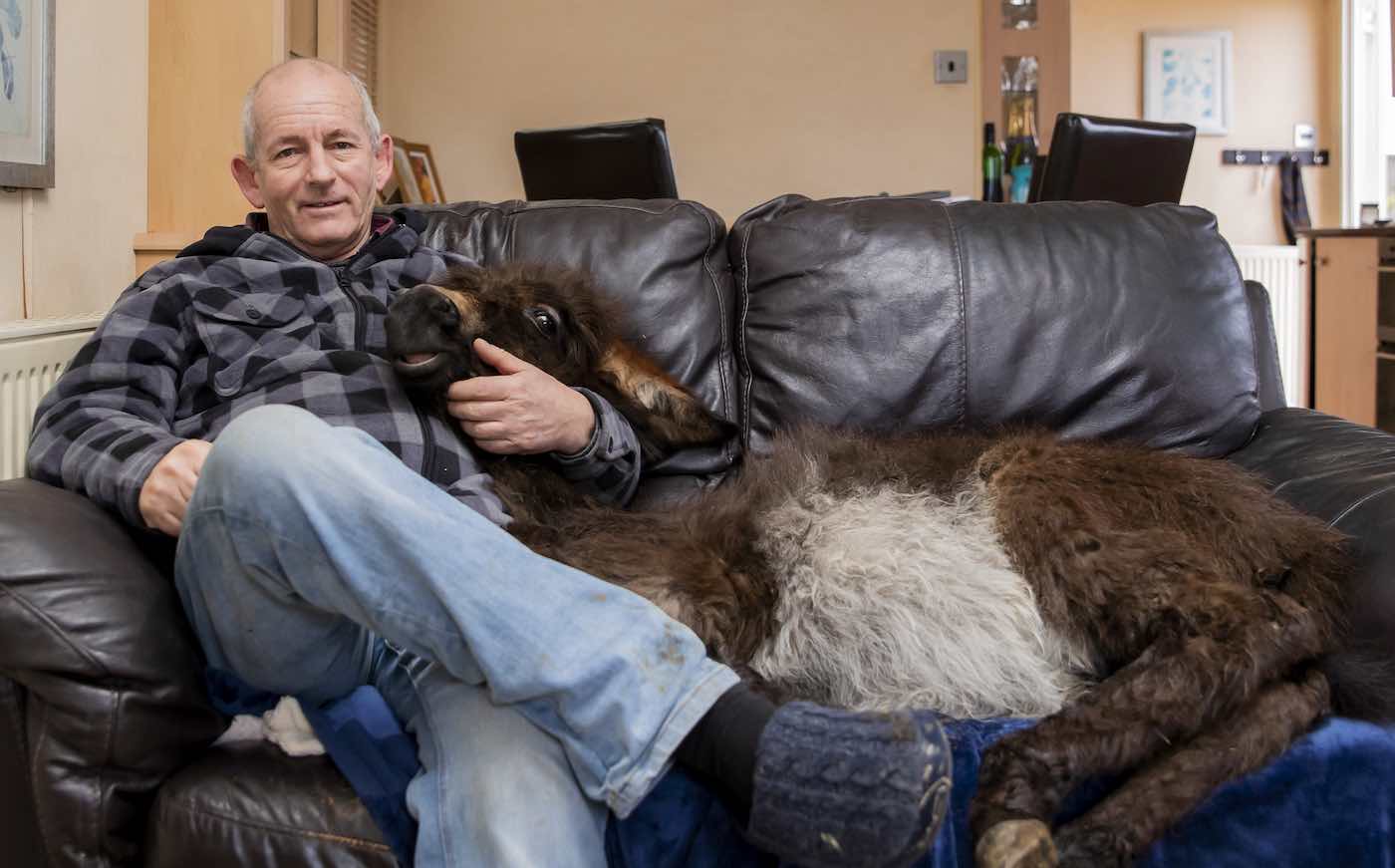 Keledai Petani Sekarang Bertindak Seperti Anjing Setelah Menghabiskan Berbulan-bulan Tinggal Di Rumah Bersama Keluarga Anak Anjing