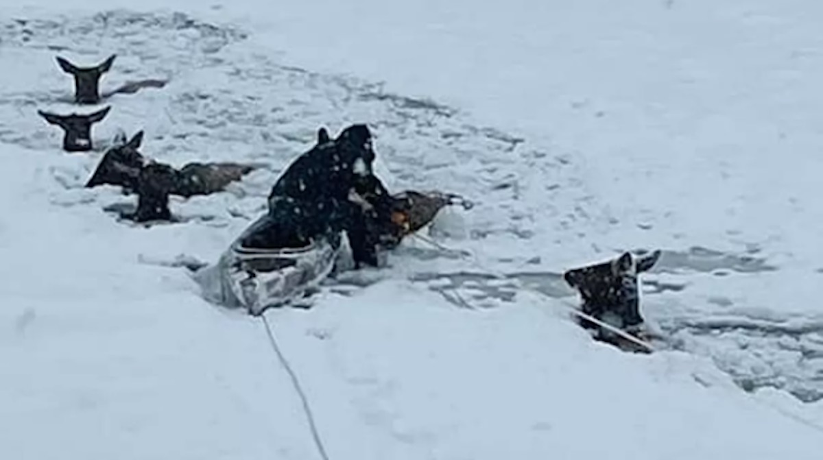 Keluarga Menghabiskan Malam Natal Menyelamatkan 6 Rusa yang Terjebak di Sungai Beku Setelah Jatuh Melalui Es (LIHAT)