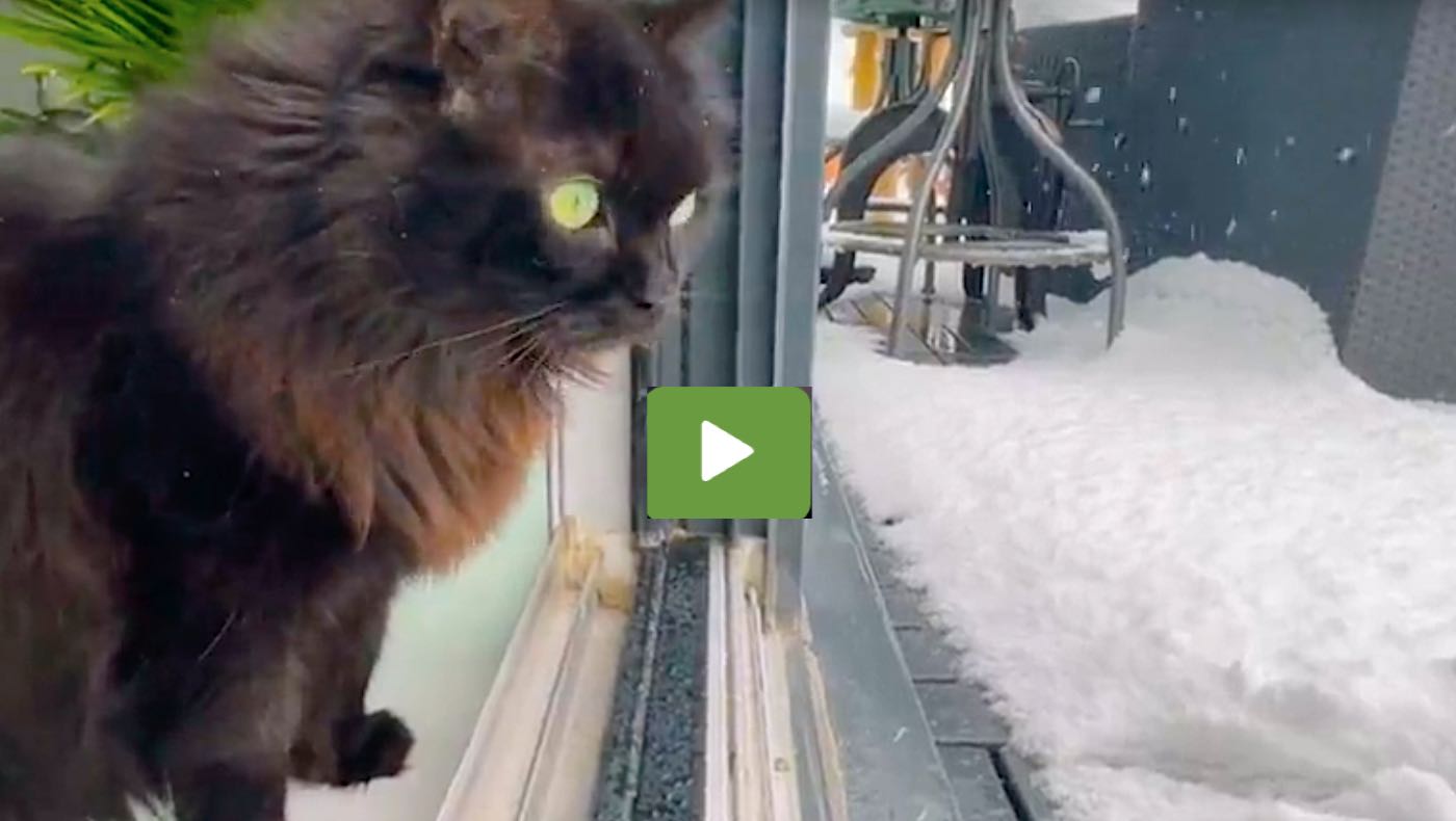 Tonton Kucing Mengalami Salju Untuk Pertama Kalinya – Menggoyangkan Cakarnya dengan Menggemaskan di Setiap Langkah