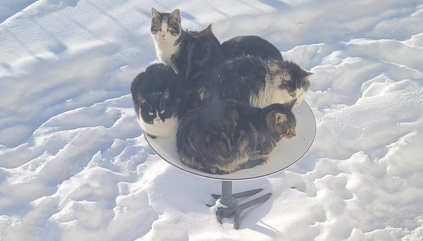 Kucing Luar Ruangan Menggunakan Parabola Starlink 0 sebagai Tempat Tidur dengan Pemanas Sendiri