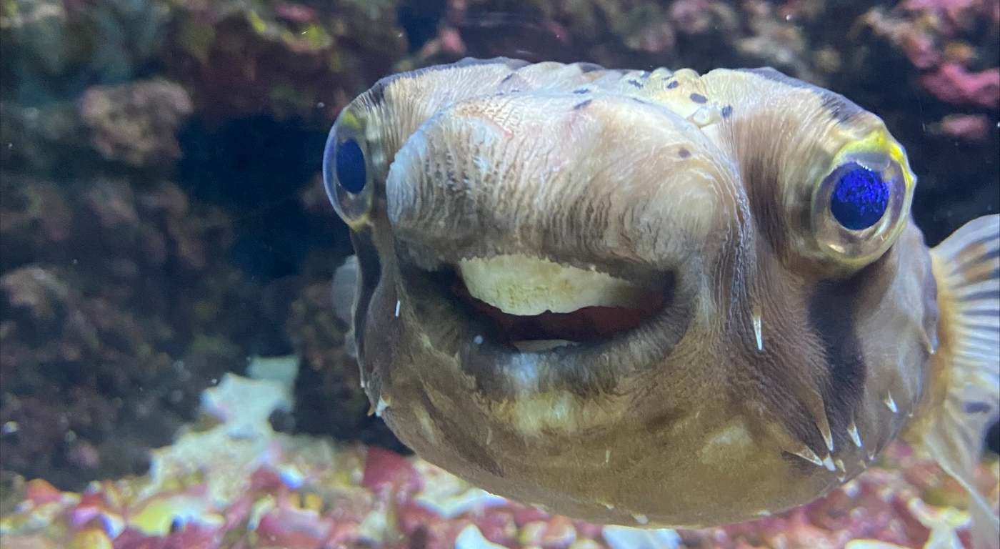Goldie the Pufferfish Went to the Dentist for Work