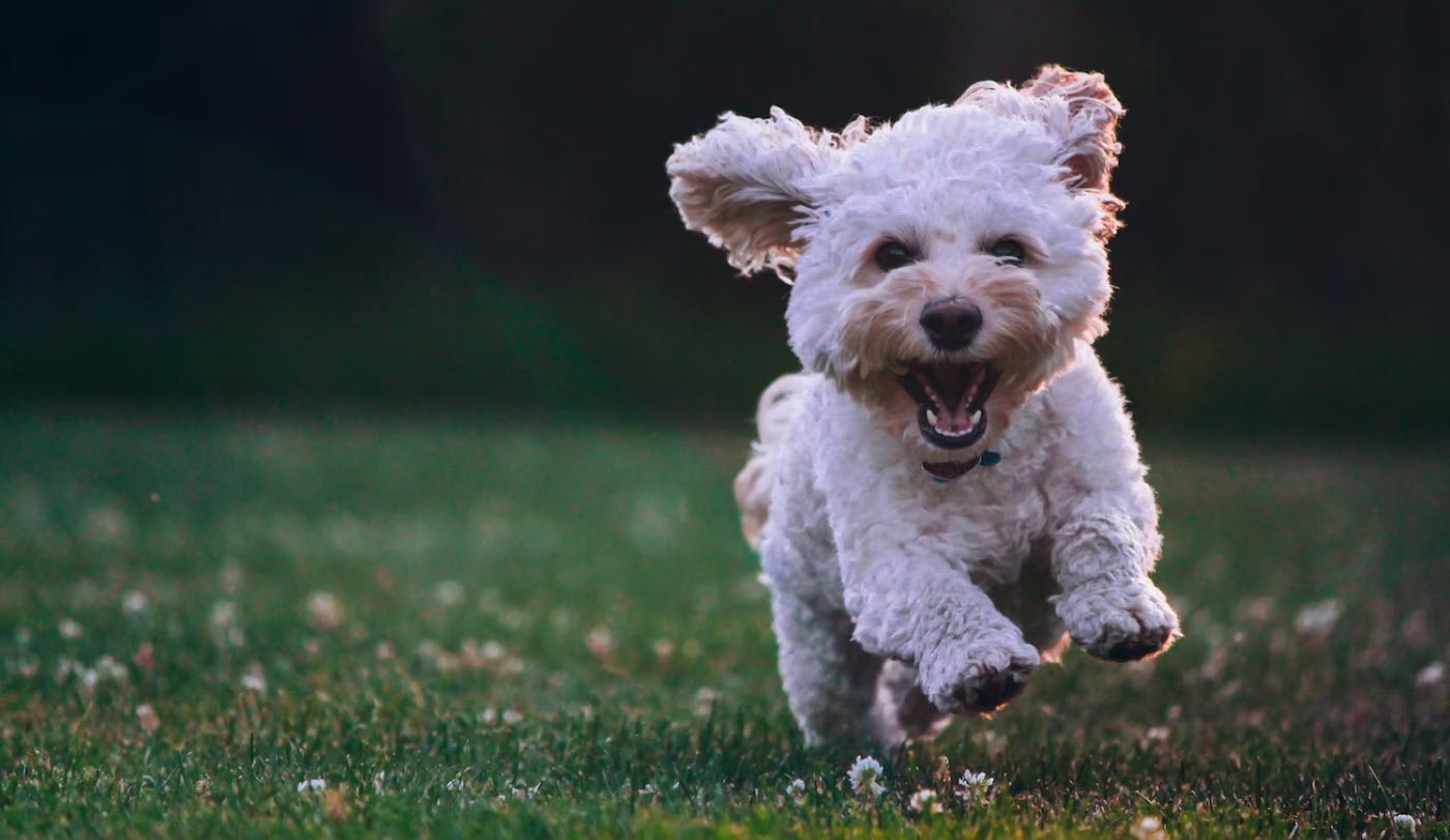Peneliti Menemukan Kunci untuk Memperbaiki Alergi Manusia pada Anjing