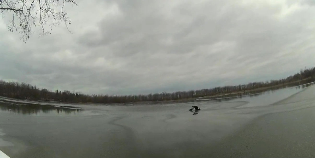 Petugas Polisi New York yang Heroik Kehabisan Es Tipis untuk Menyelamatkan Anjing yang Menggelepar di Danau Beku