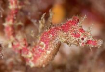 70 New Species Were Discovered in 2021 – Including 2 Guitarfish and a Pink Pygmy Pipehorse