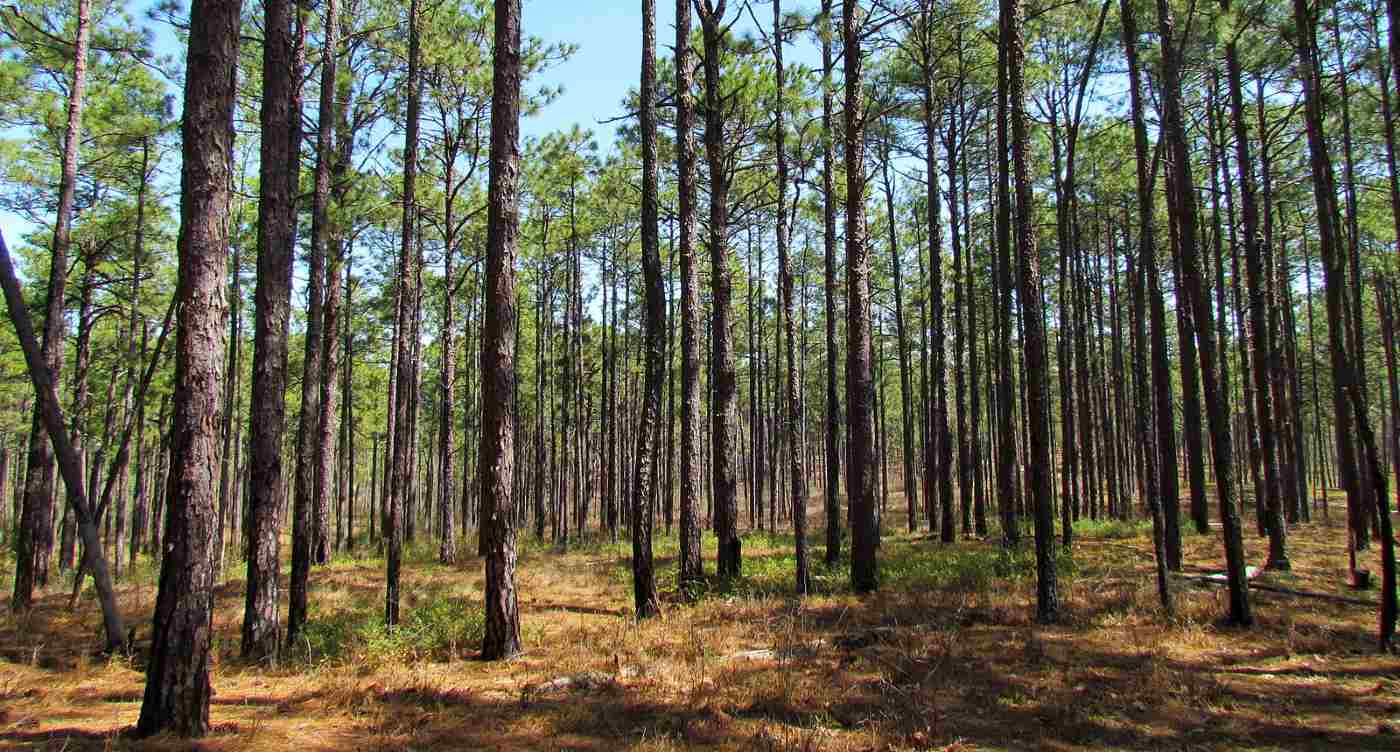 IKEA Membeli Tanah Rusak Akibat Badai di Florida untuk Menanam Hutan