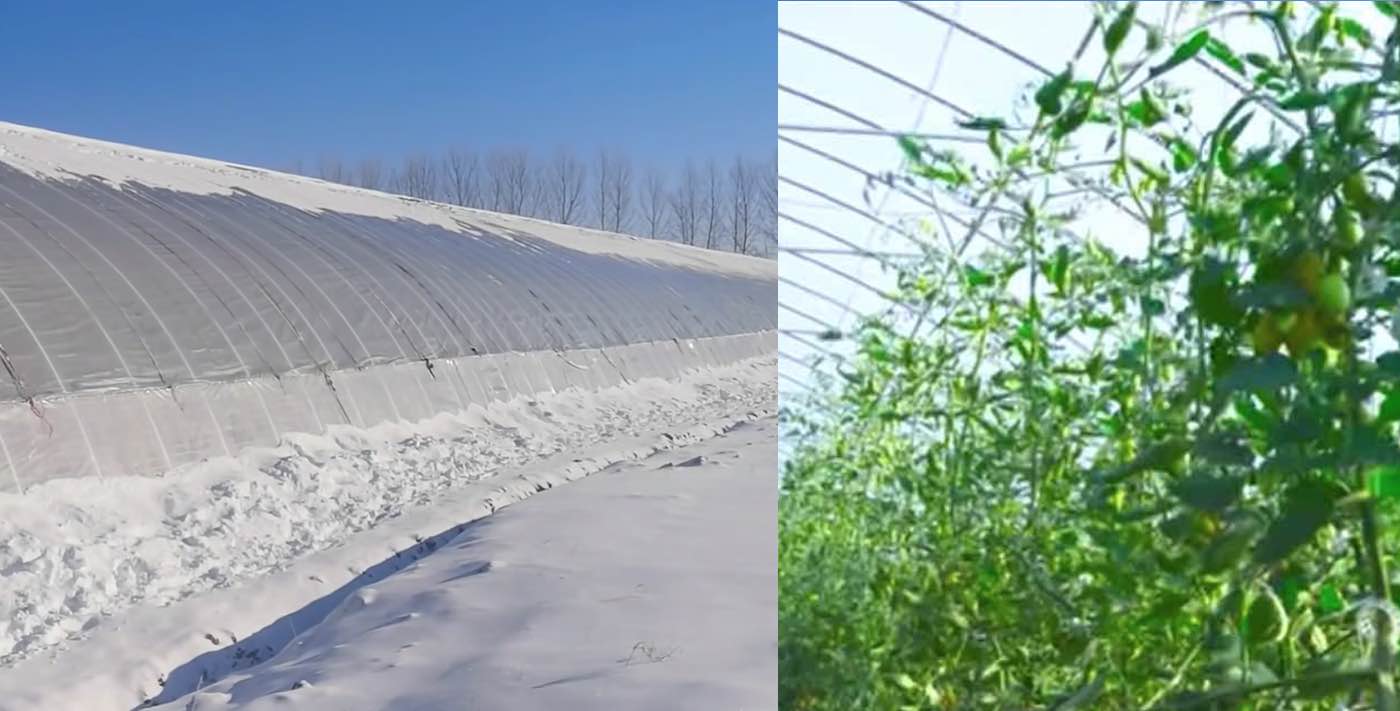 Metode Cina Menanam Sayuran Sepanjang Tahun di Kanada yang Dingin Tanpa Biaya Pemanasan