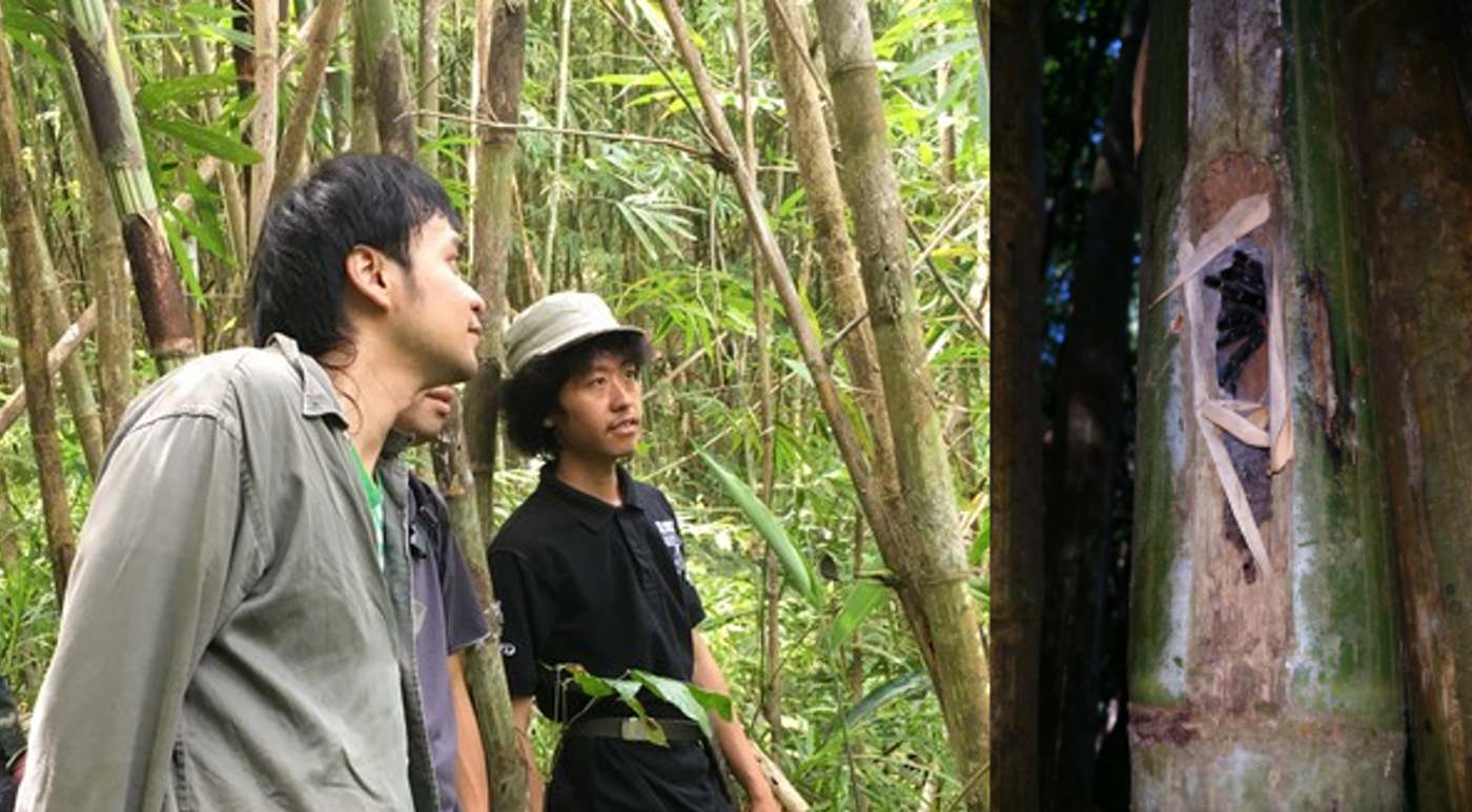 Tarantula Pertama Ditemukan Hidup di Bambu Ditemukan YouTuber Satwa