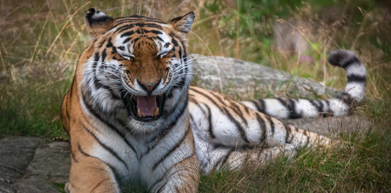 65 Different Species of Animals Laugh, Says a New Study