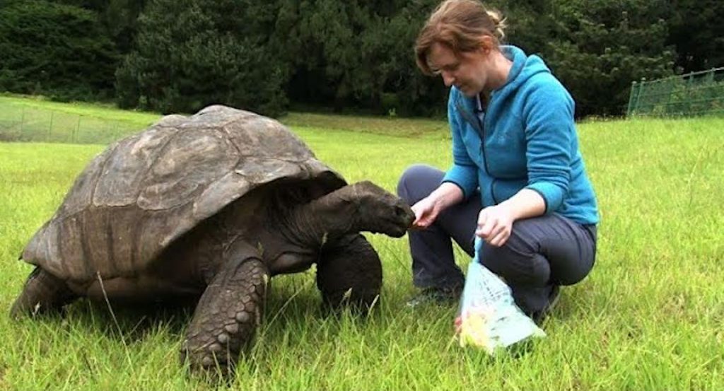 Jonathan the Tortoise Named the World's Oldest Living Land Animal: 190  Years-old and Still Eating and Mating (WATCH)