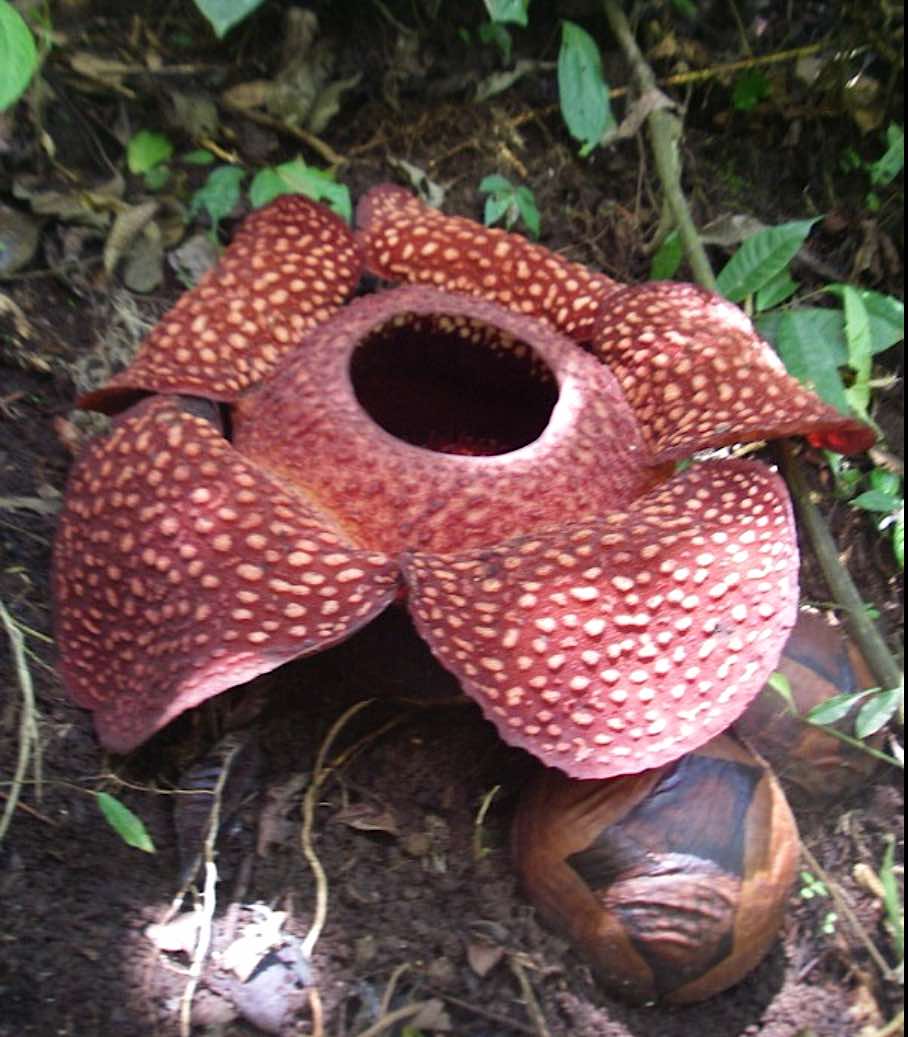 Woman Races to Save World's Largestand Stinkiest—Flower, the 3ft Wide