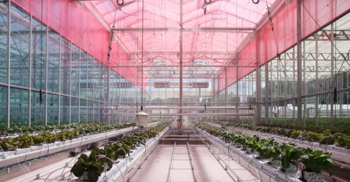 red plastic released Alexander Soeriyadi_LLEAF Pty Ltd