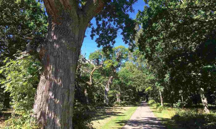 Oak_trees_at_Blenheim_Palace_Dave S CC license wikimedia commons