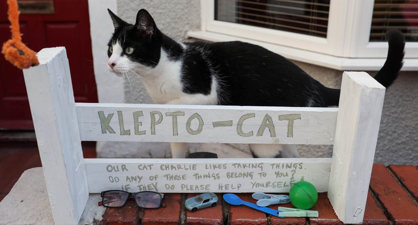 Kucing Mencuri Banyak Barang Dari Tetangga Inggris Dia Membuat Kotak Klepto-Cat Agar Dapat Direklamasi