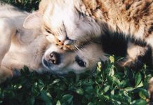 Cats and Dogs May Protect Owners From Memory Loss in Later Life, Study Finds