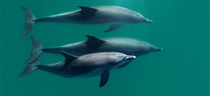 dolphins swns whistle-me-up-m-808595